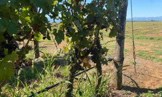 Poljoprivrednicima iz Tuzi pomoć od pola miliona