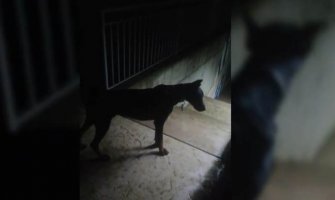 Podgorica: Doberman i dalje slobodno šeta gradom, vlasnik nepoznat