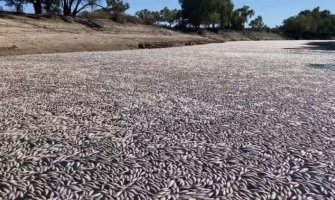 Pomor miliona ribe u Australiji uslijed toplotnog talasa