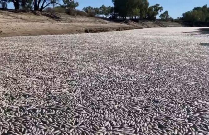 Pomor miliona ribe u Australiji uslijed toplotnog talasa