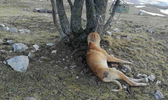 Uznemirujuće slike: Pas ovčar pronađen masakriran pored Vražijeg jezera