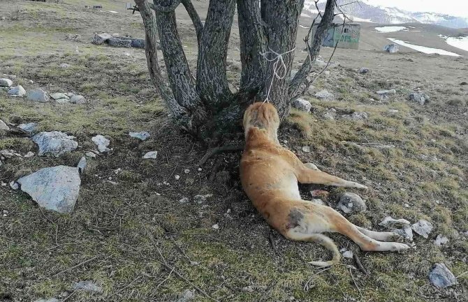 Uznemirujuće slike: Pas ovčar pronađen masakriran pored Vražijeg jezera