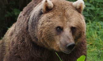 Mrki medvjed se probudio iz zimskog sna