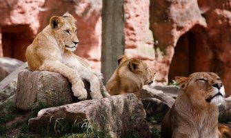 Pet lavova evakuisanih iz Ukrajine stiglo u zoo vrt u Poznanju