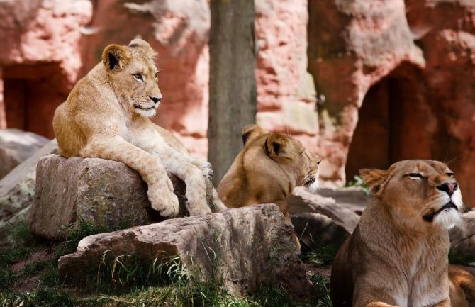 Pet lavova evakuisanih iz Ukrajine stiglo u zoo vrt u Poznanju