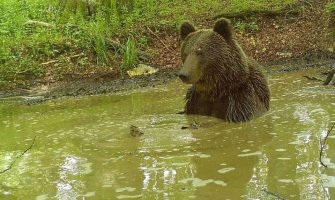 Piva: Medvjed našao način da se rashladi