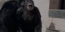 Dirljivi snimak: Laboratorijska šimpanza posle 28 godina prvi put ugledala nebo