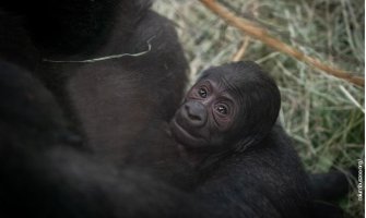 U kavezu mužjaka gorile čuvari zoo vrta zatekli novorođenče: Gorila Sali ženka čiju trudnoću niko nije primijetio
