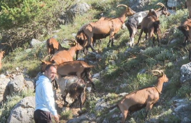 Državni posao zamijenio gazdinstvom u Ćeklićima