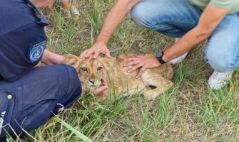 U Subotici pronađeno mladunče lava