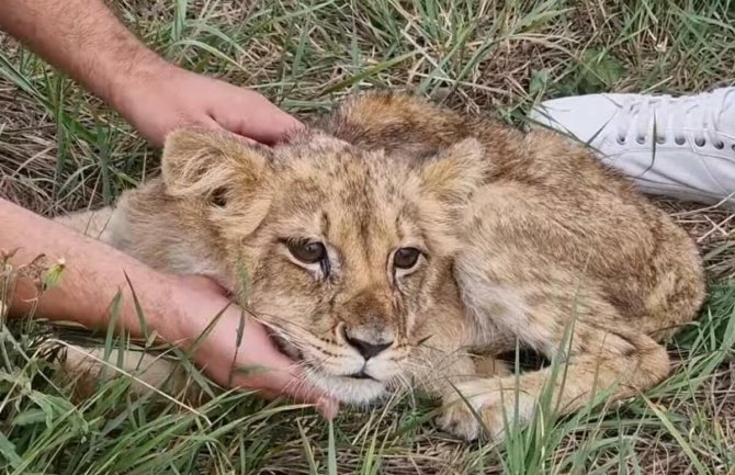 Stanje lavice sve lošije: Veterinar Zoo vrta Palić stalno uz Kikicu