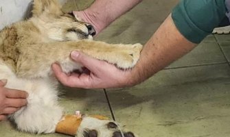 Krivične prijave zbog zlostavljanja i ubistva lavice Kiki