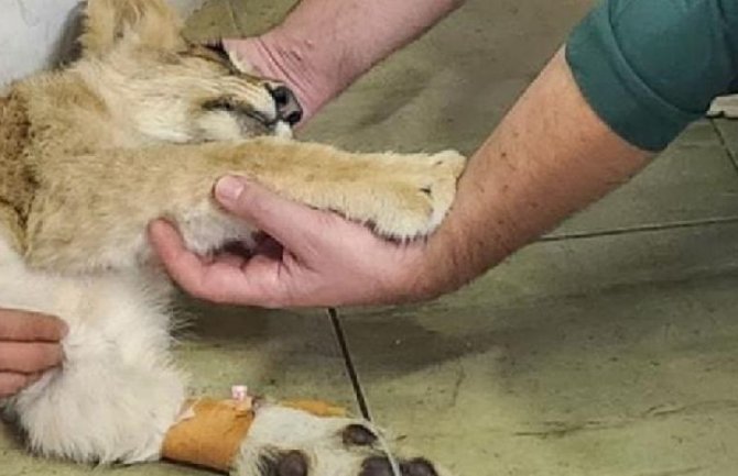 Krivične prijave zbog zlostavljanja i ubistva lavice Kiki