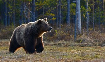 Pljevljak jedva izvukao živu glavu: Branio stado od medvjeda