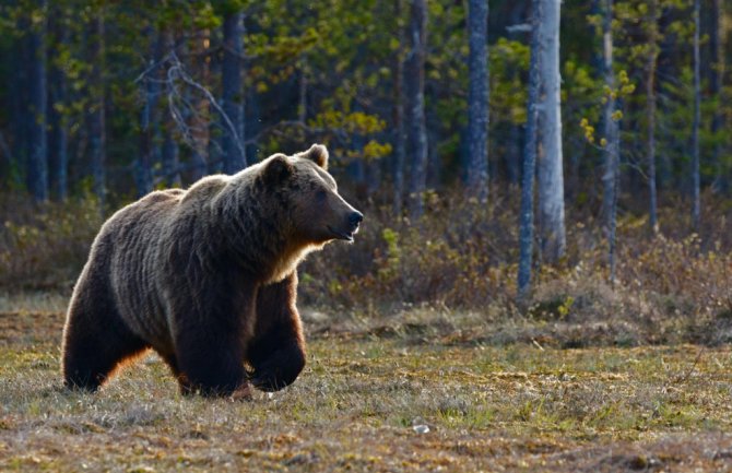 Pljevljak jedva izvukao živu glavu: Branio stado od medvjeda