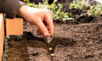 Šta sijati u oktobru da nikne na proljeće ili ljeto