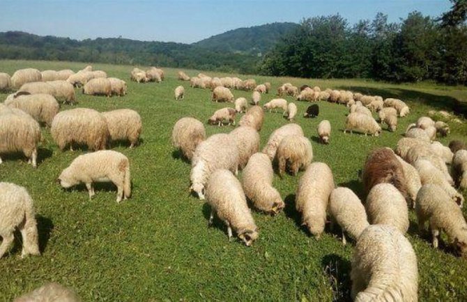 Na području Pljevalja broj ovaca manji 10 puta