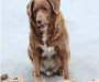Preminuo najstariji pas na svijetu: Bobi doživio 31 godinu