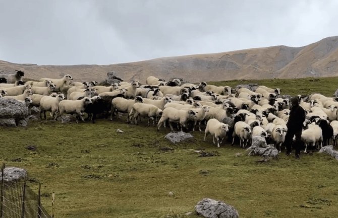 Tvrda je kora ‘ljeba i bez vukova