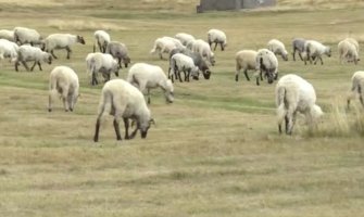 Stočara sve manje zbog nebrige države