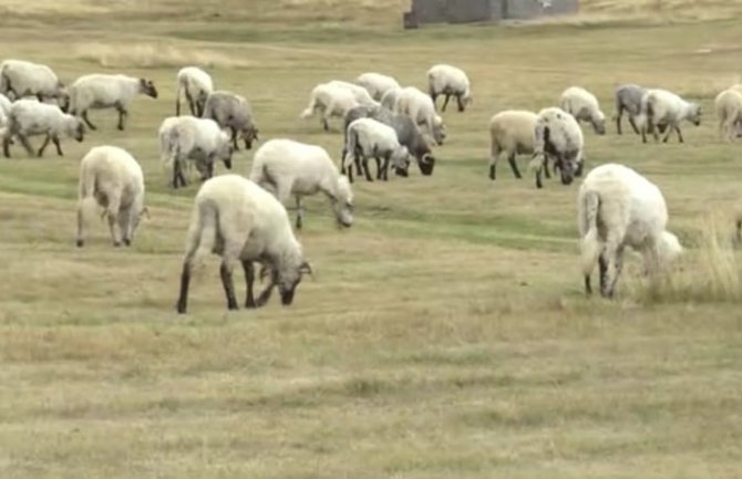 Stočara sve manje zbog nebrige države