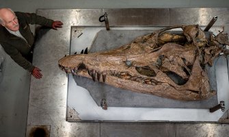 Fosil pliosaura, ogromnog morskog čudovišta, iskopan u blizini Dorseta