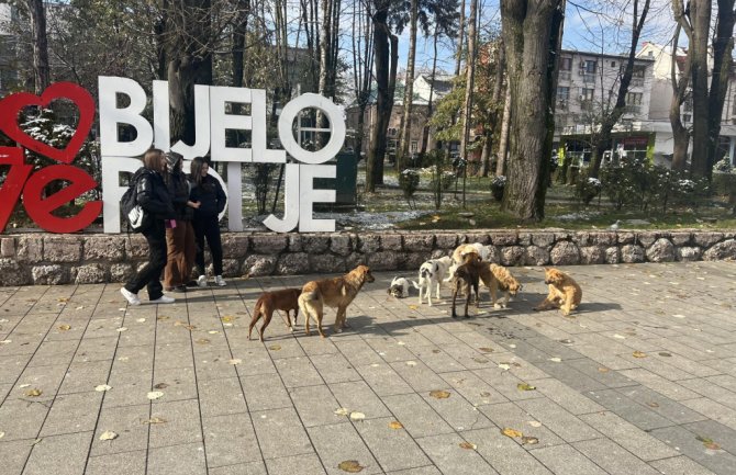 Centralni azil za pse na sjeveru jedino rješenje