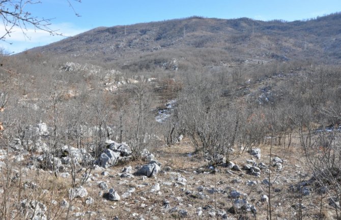 U selu Brestice, mještani tvrde: Kamioni drva svakodnevno odlaze bez bilo kakve kontrole