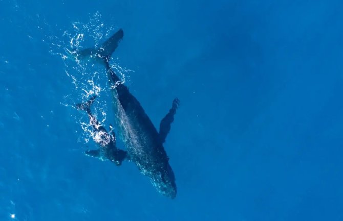 Naučnici riješili misteriju: Zašto kitovi pjevaju