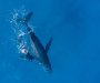Naučnici riješili misteriju: Zašto kitovi pjevaju