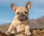 Francuski buldog ponovo najpopularnija vrsta pasa u Americi
