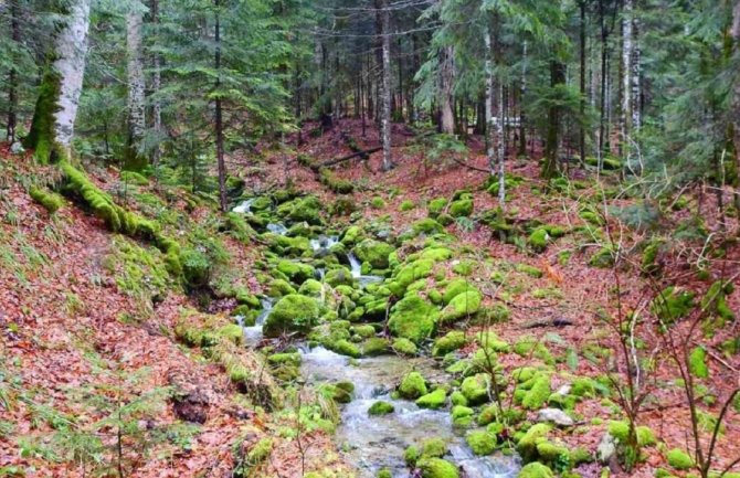 NP Biogradska gora otvoren za posjetioce