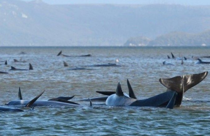 Više od 100 kitova se nasukalo u Australiji, vjerovatno im sledi eutanazija