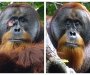 Orangutan zaliječio ranu melemom koji je napravio od biljaka