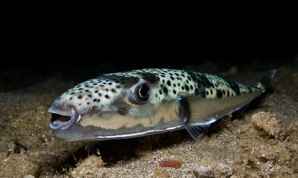 U Hrvatskoj kod Medulina ulovili jednu od najotrovnijih riba na svijetu