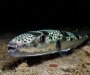 U Hrvatskoj kod Medulina ulovili jednu od najotrovnijih riba na svijetu