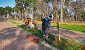 Podgorica: Zasađen novi drvored brijesta u Ulici kralja Nikole