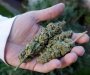 Na Kosovu zaplijenjena tona marihuane