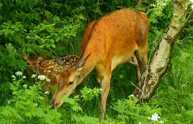  Košuta i mladunče u parku Biogradska gora