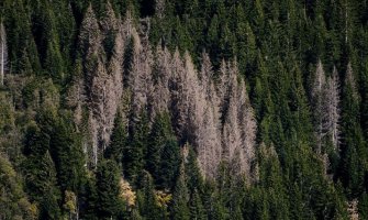 Naređeno da se u devet opština što prije sprovede sanitarna sječa