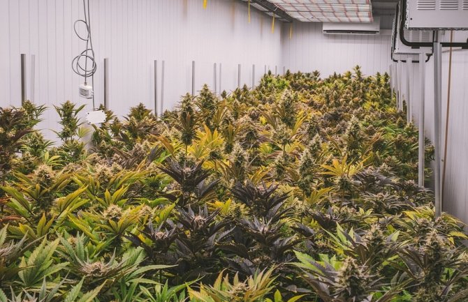 Sve više laboratorija za uzgoj marihuane u Crnoj Gori