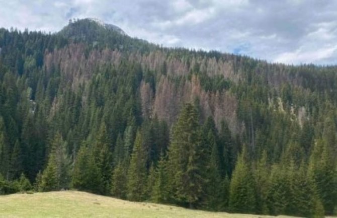 Šume u Plavu uništio potkornjak, za sječu doznačeno 15.000 kubika