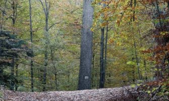 Uvedena zabrana kretanja šumama u Sjevernoj Makedoniji