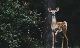 Masovni turizam u Japanu doveo do „bebi-buma“ populacije jelena