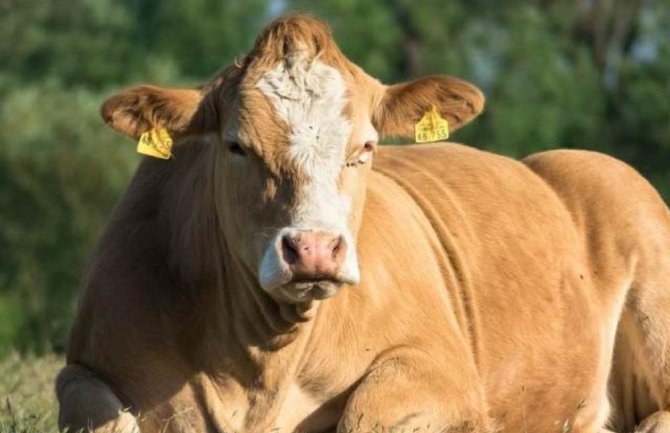 Bik napao i ubio muškarca na farmi u Hrvatskoj