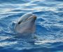 Delfin se kod Rijeke družio s kupačima, stručnjaci upozoravaju: Mogu prenijeti ozbiljne bolesti