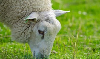 Na Sokocu uginule dvije ovce zaražene antraksom, bolešću kojom se mogu zaraziti i ljudi