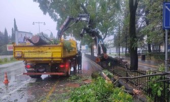 Na Bulevaru Svetog Petra Cetinjskog stablo palo na kolovoz