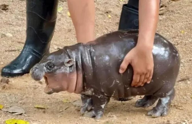 Beba nilskog konja skupo plaća cijenu slave