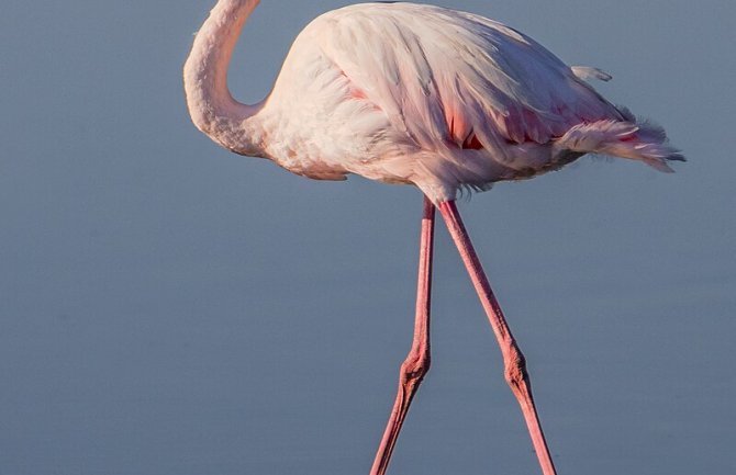 Ranjen flamingos u Ulcinjskoj solani